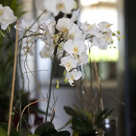 酒店 伊斯坦布尔卡利恩酒店 伊斯坦布尔